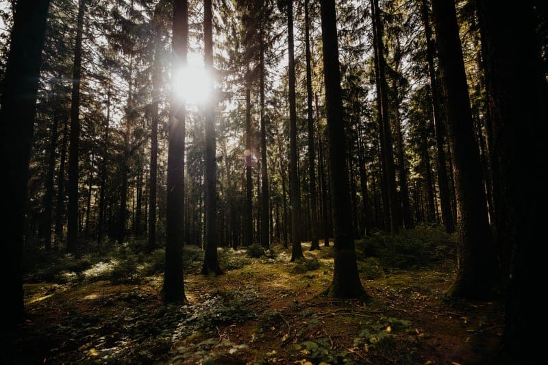 Sonnenstrahlen durchbrechen das Blätterdach eines Nadelwaldes im Schwarzwald